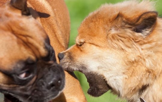 Bitcoin PUPS Up 81% Amid ‘First Memecoin’ on BTC Network Controversy