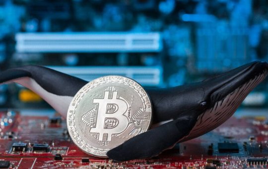 Bitcoin Whales Are Back to Buying Up BTC, Analysis Shows