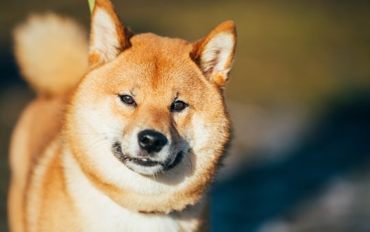 Shiba Inu