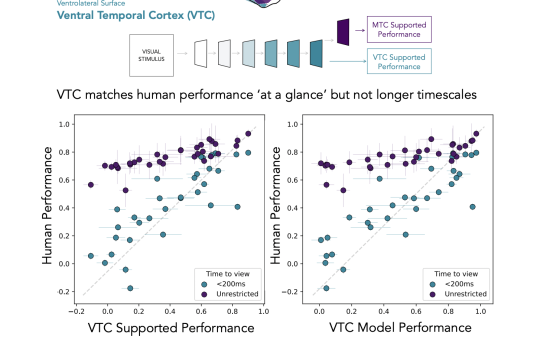 Integrating Neural Systems for Visual Perception: The Role of Ventral Temporal Cortex VTC and Medial Temporal Cortex MTC in Rapid and Complex Object Recognition