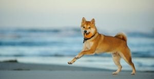 Ripple XRP, Shiba Inu, iDEGEN