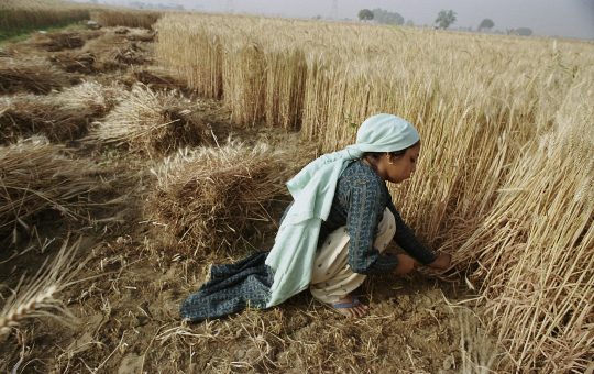 Illustrative image of crops for article on AI agriculture.